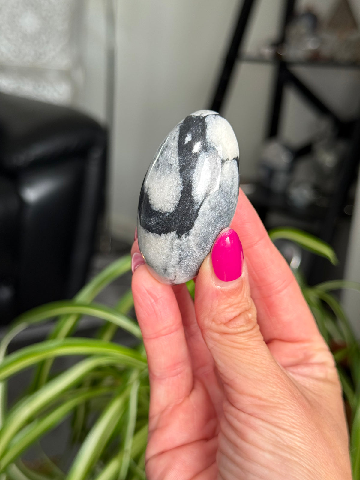 Penguin Jasper Shivas