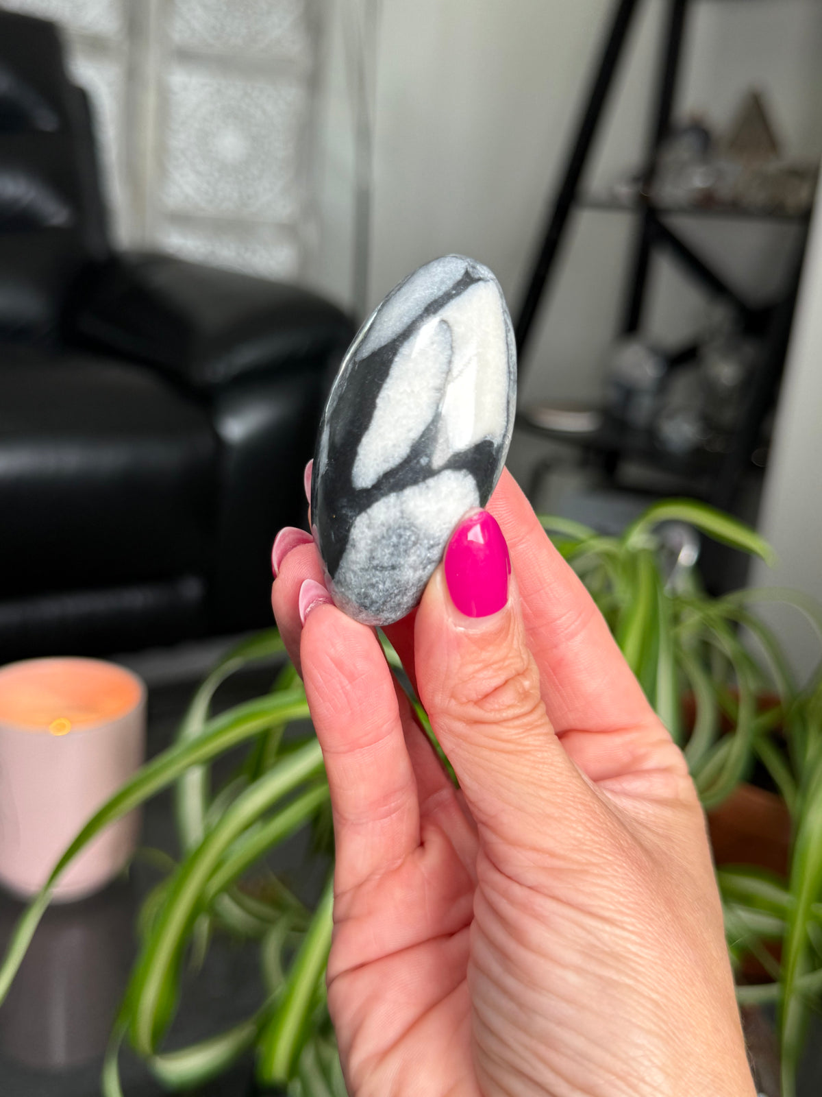 Penguin Jasper Shivas