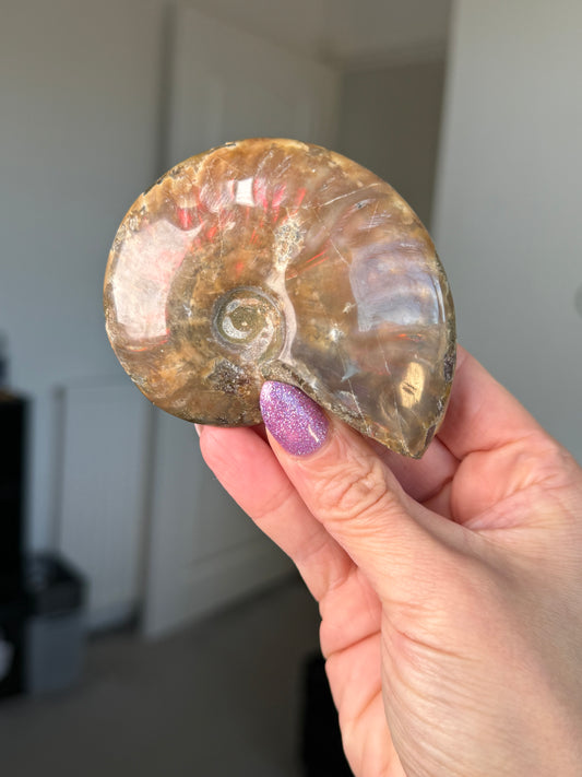 Iridescent Ammonite With Stand