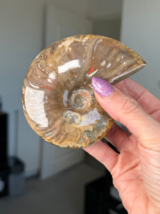 Iridescent Ammonite With Stand