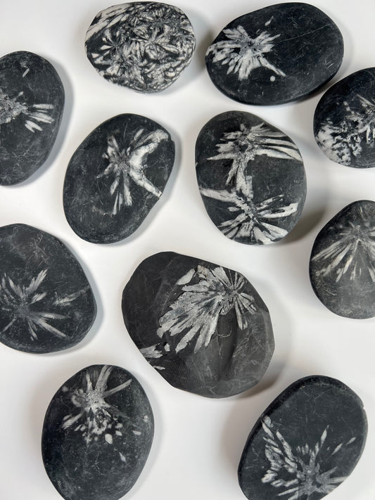 Chrysanthemum Stone