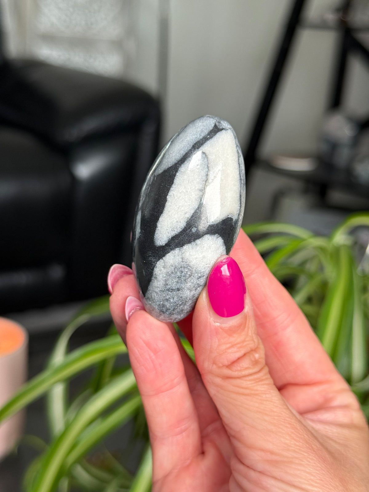Penguin Jasper Shivas