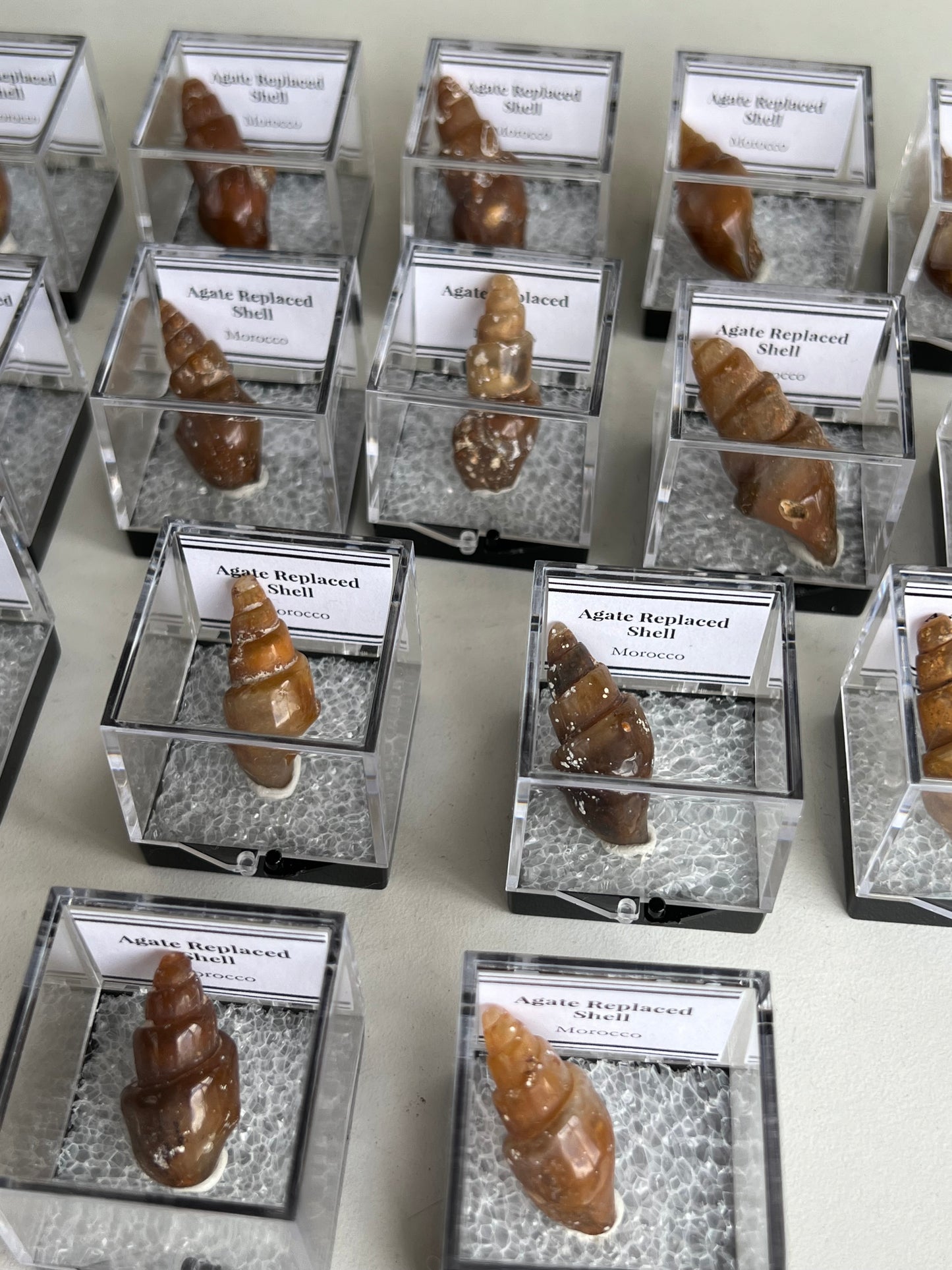 Fossilised Agate Replaced Shells