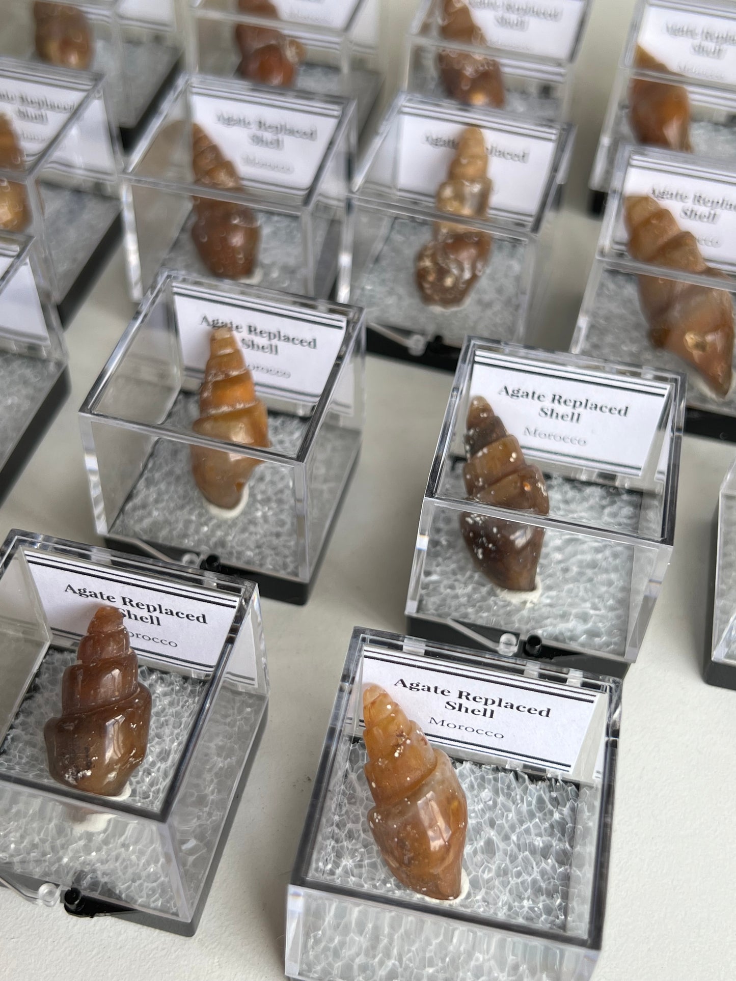 Fossilised Agate Replaced Shells