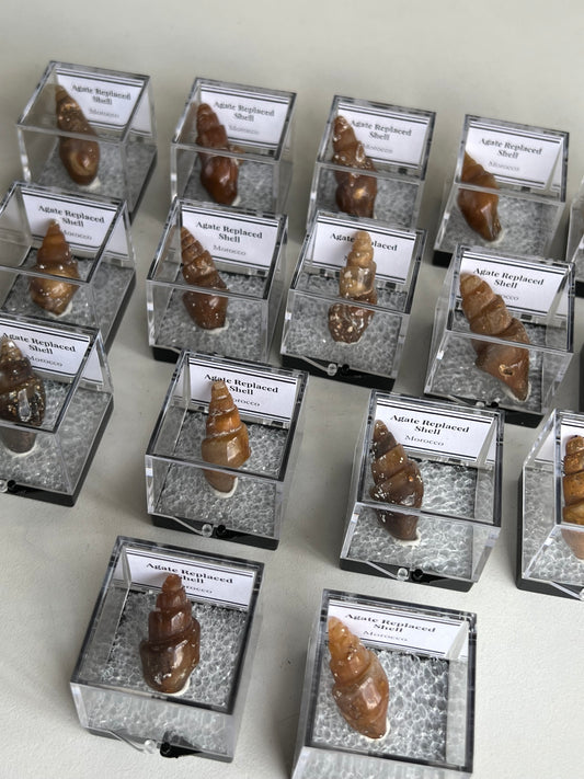 Fossilised Agate Replaced Shells