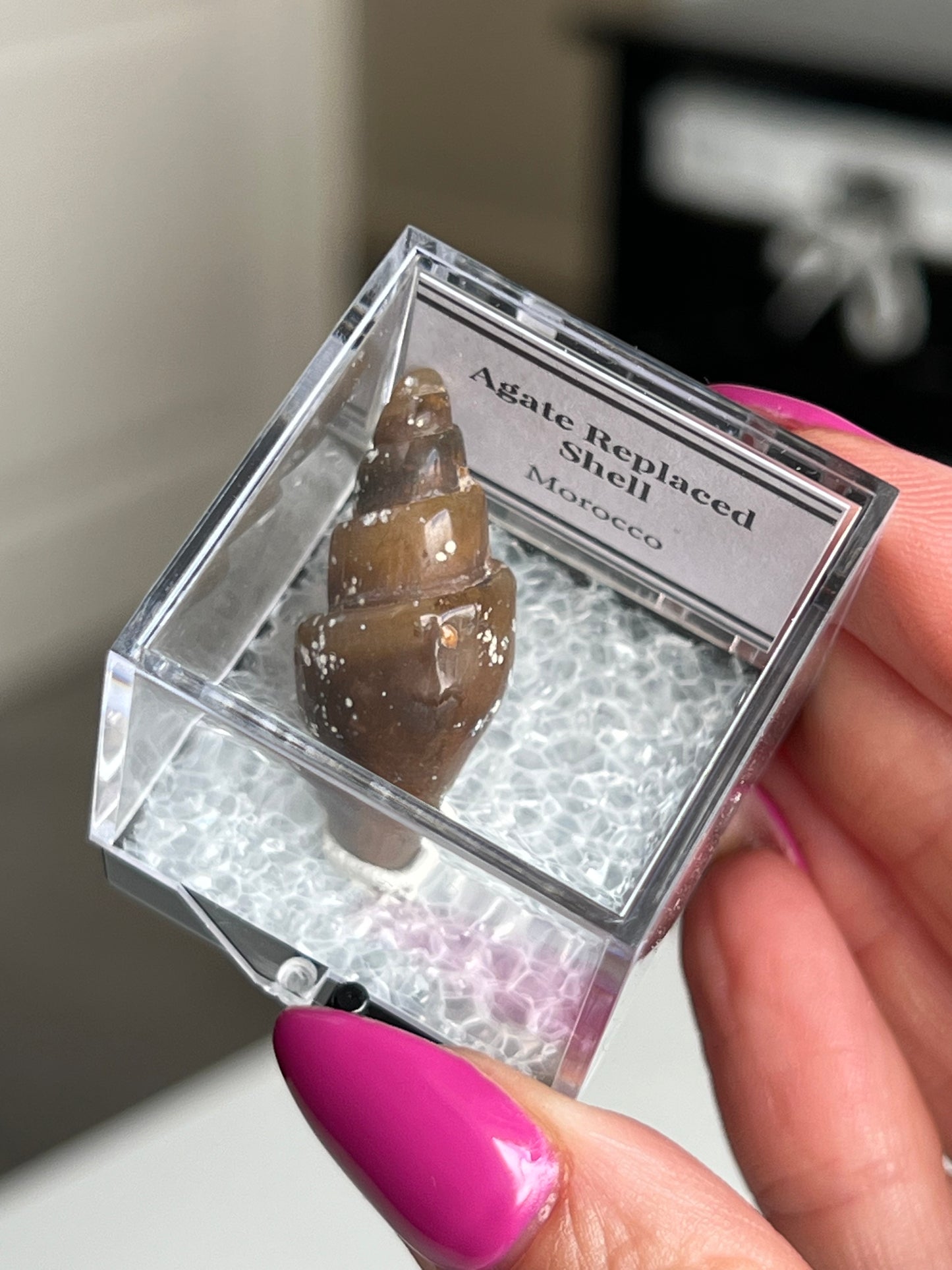 Fossilised Agate Replaced Shells