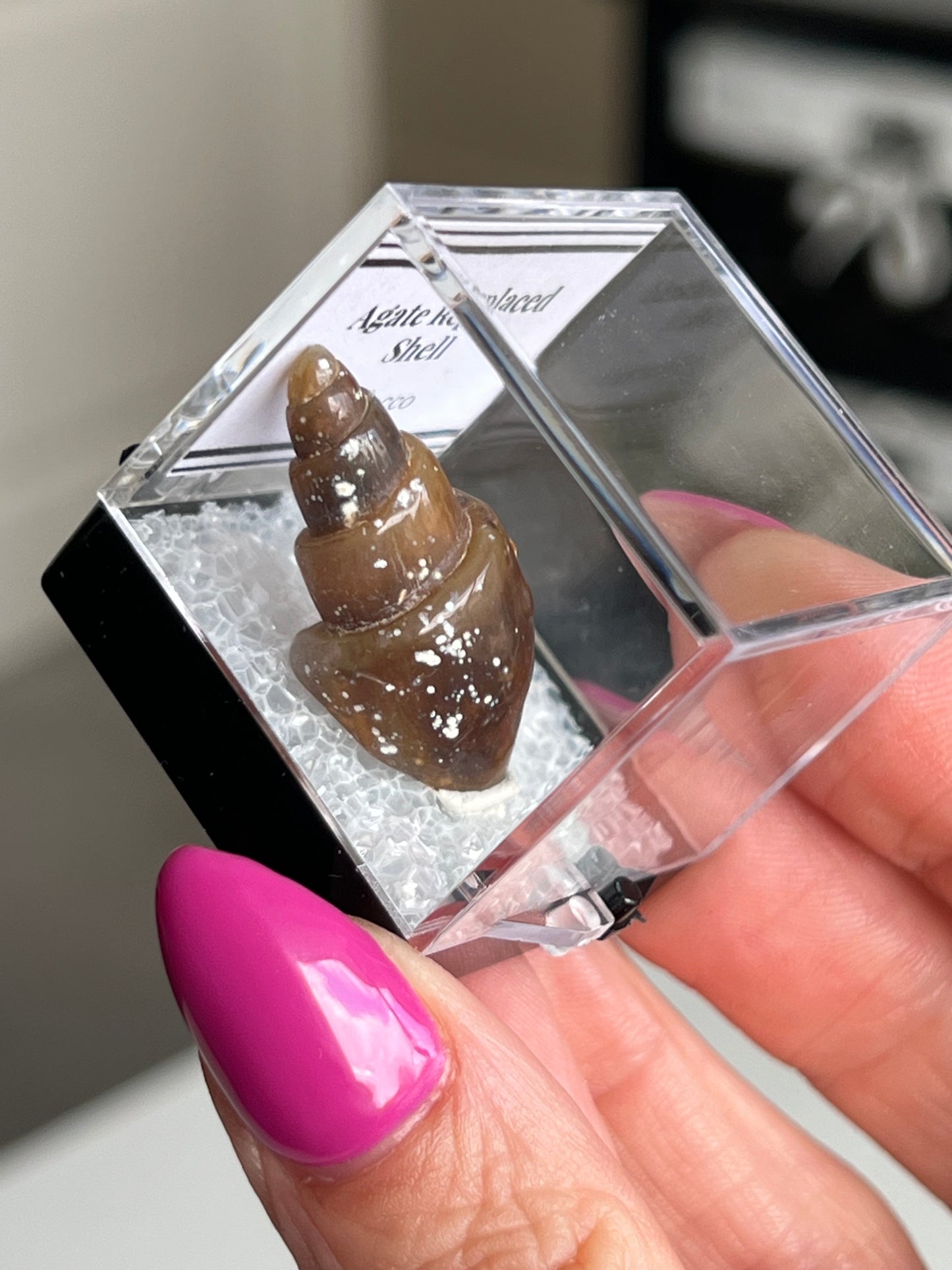 Fossilised Agate Replaced Shells