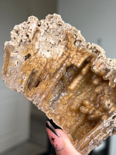 Load image into Gallery viewer, Agatized Fossil Coral
