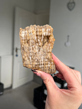 Load image into Gallery viewer, Agatized Fossil Coral
