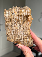 Load image into Gallery viewer, Agatized Fossil Coral
