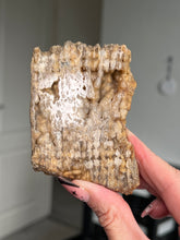 Load image into Gallery viewer, Agatized Fossil Coral
