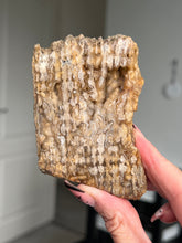 Load image into Gallery viewer, Agatized Fossil Coral
