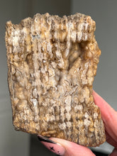 Load image into Gallery viewer, Agatized Fossil Coral
