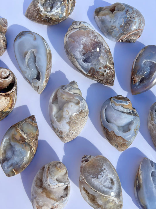 Crystallised Fossil Shells
